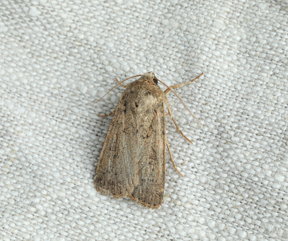 Carpet moth control Cambridgeshire