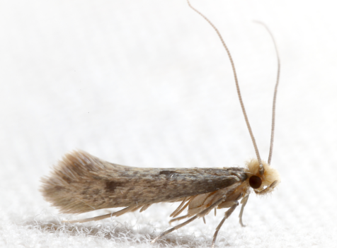 Carpet Moth Infestation Huntingdon