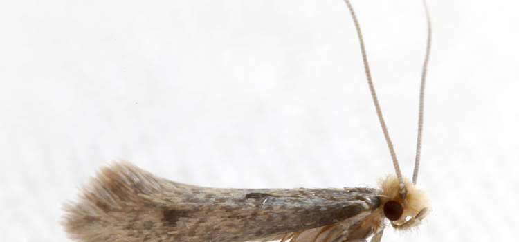 Carpet Moth Infestation Huntingdon