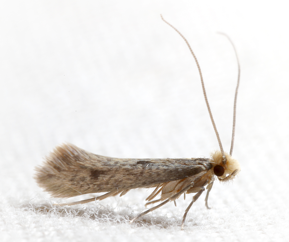 Carpet moth control Cambridgeshire