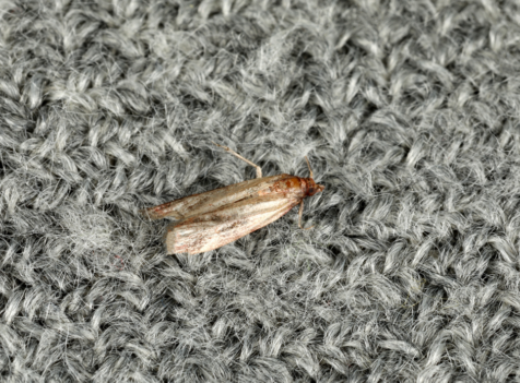 Carpet Moth Infestation Huntingdon