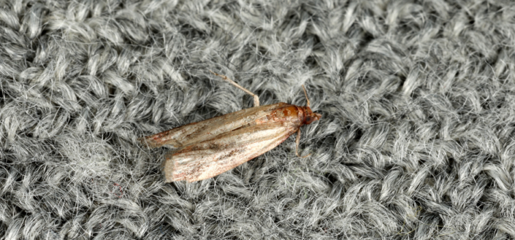 Carpet Moth Infestation Huntingdon