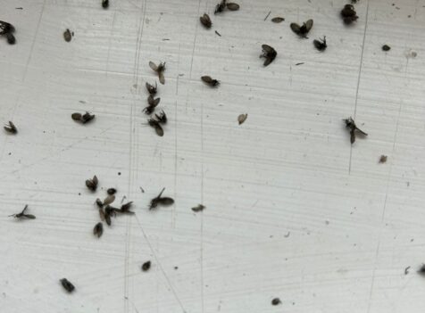 Cluster Fly Fumigation Cambridge