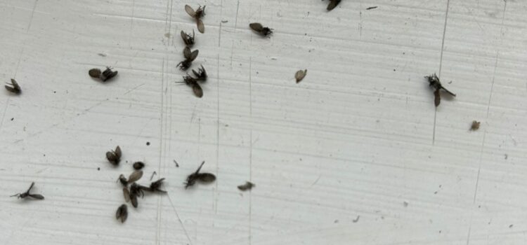 Cluster Fly Fumigation Cambridge