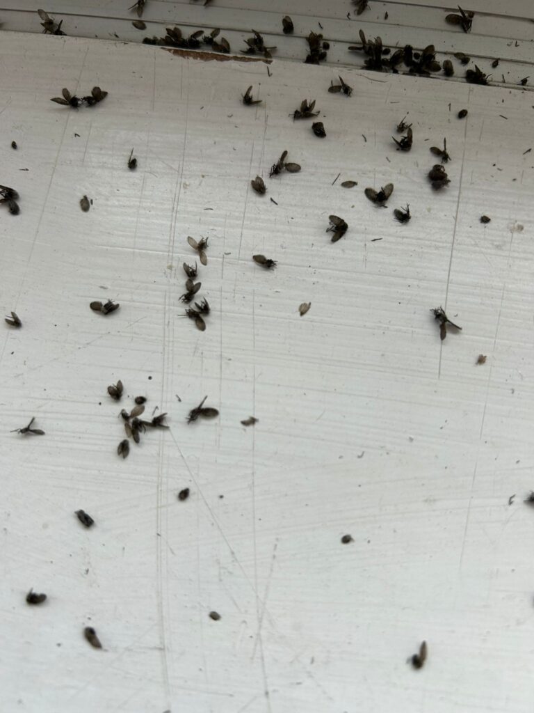 Cluster Fly Fumigation Cambridge