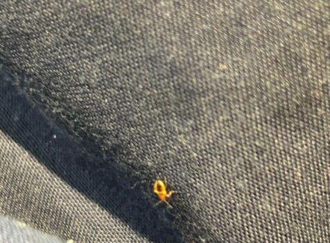 bed bug control Cambridge
