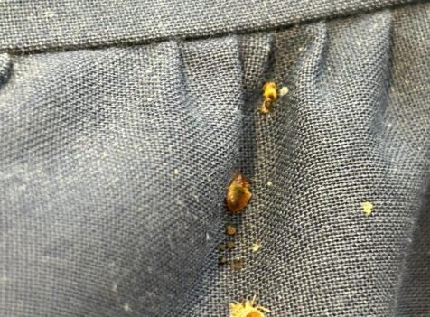 bed bug control Cambridge