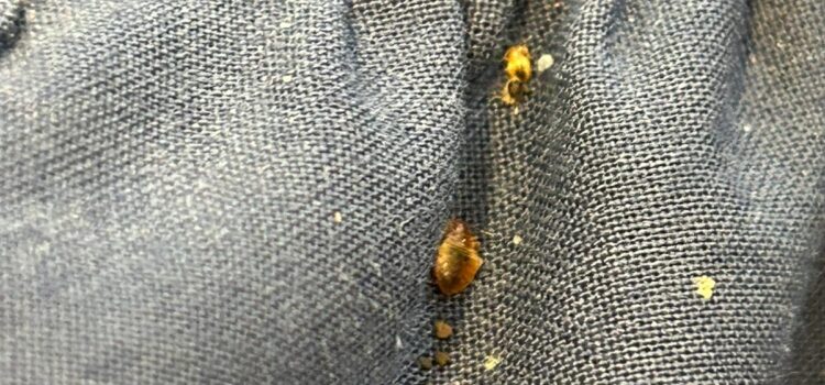 bed bug control Cambridge