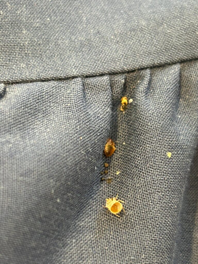 bed bug control Cambridge
