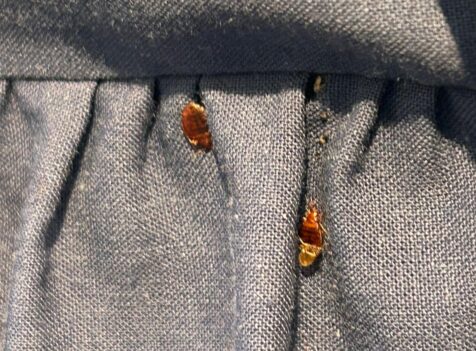 bed bug control cambridge
