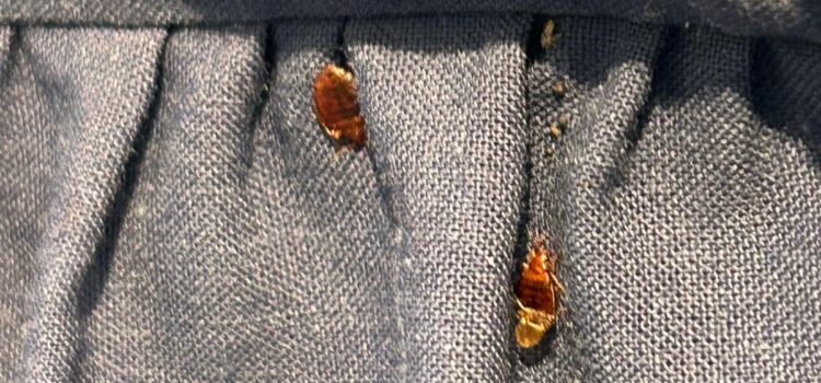 bed bug control cambridge