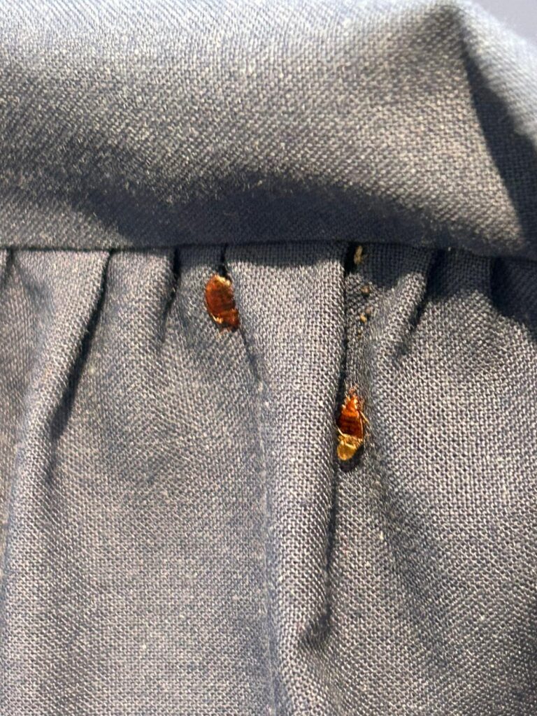 bed bug control cambridge