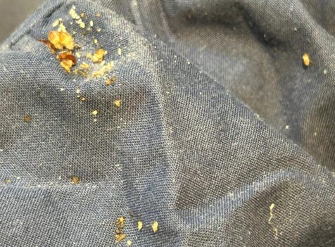 bed bug control cambridge