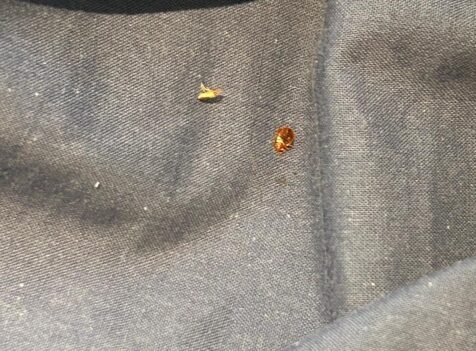 bed bug control cambridge