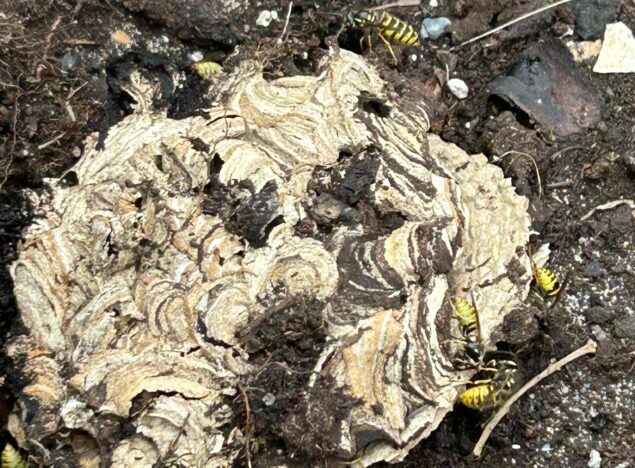 Wasp Nest in the Ground – Professional Removal in Huntingdon