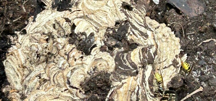 Wasp Nest in the Ground – Professional Removal in Huntingdon