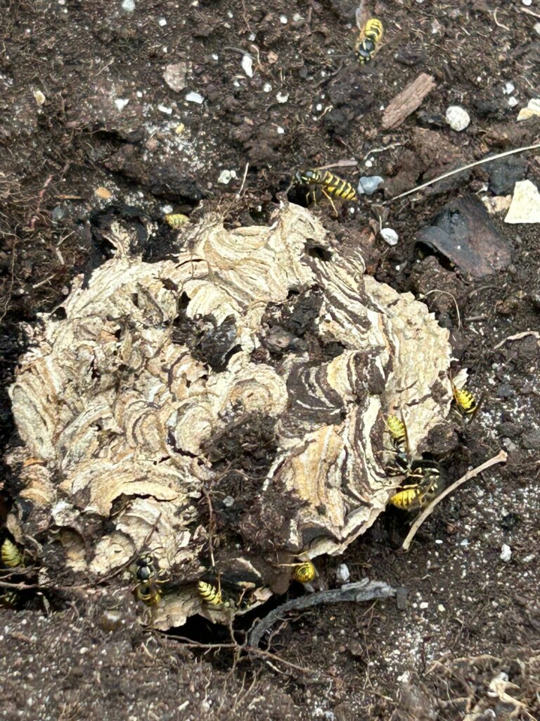 Wasp Nest in the Ground – Professional Removal in Huntingdon