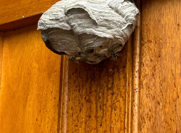 How much is it for Wasp nest Removal in Peterborough