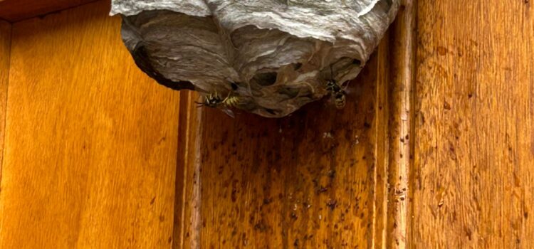 wasp nest removal Cambridge, emergency wasp control Cambridge, fixed fee wasp removal, Cambridge pest control, wasp exterminator Cambridge, Cambridge wasp treatment, wasp nest £90 Cambridge