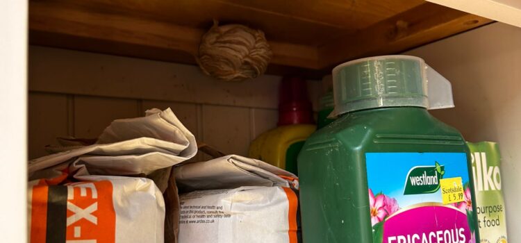 wasp nest in shed