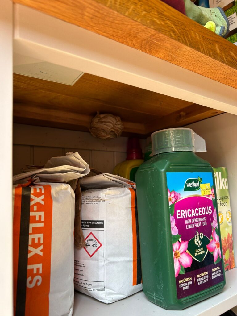 wasp nest in shed