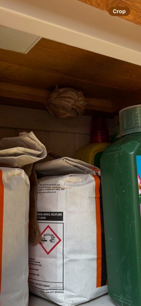 wasp nest in shed