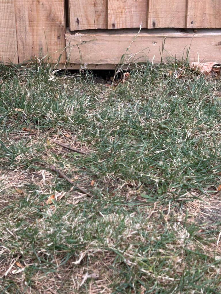 rat exterminator cambridge
