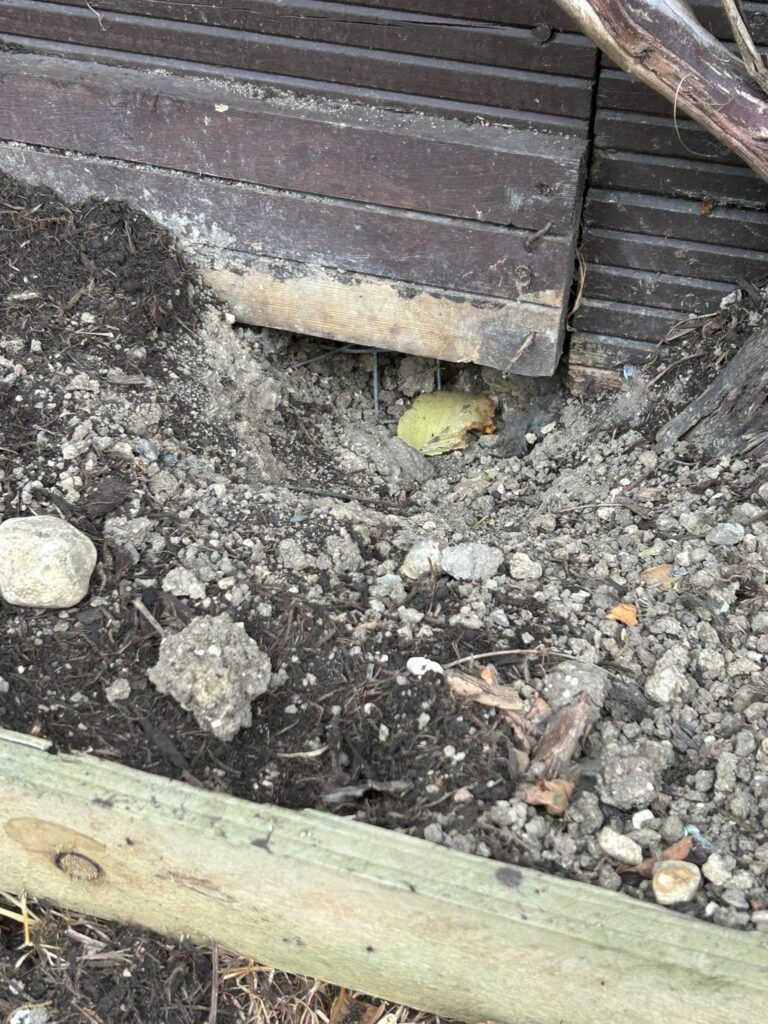 rat exterminator cambridge