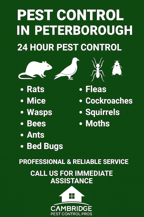 How Much Does Pest Control Cost in Peterborough?