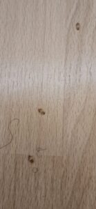 bedbug control cambridge