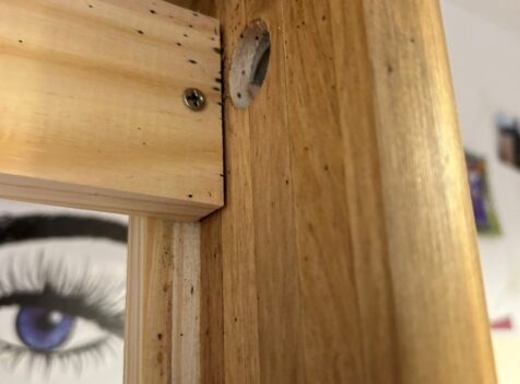 bedbug control cambridge