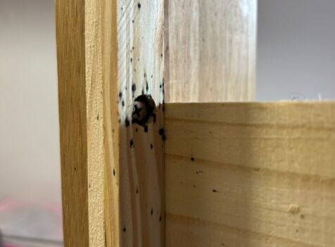 bedbug control cambridge