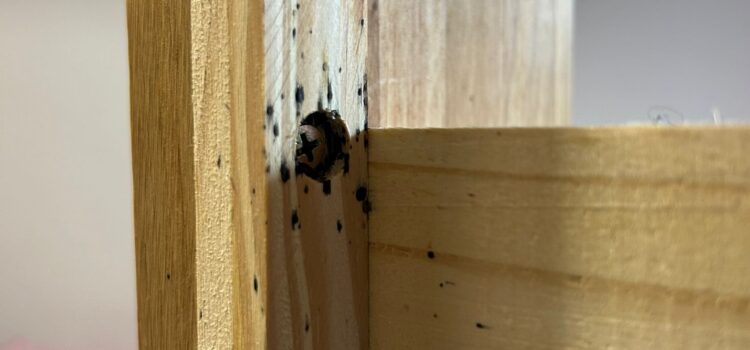 bedbug control cambridge