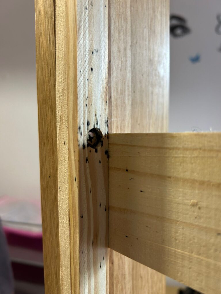 bedbug control cambridge