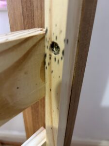 bedbug control cambridge