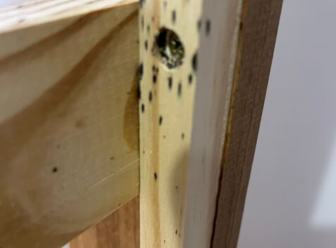 bedbug control cambridge