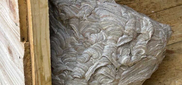 wasp nest removal cambridge