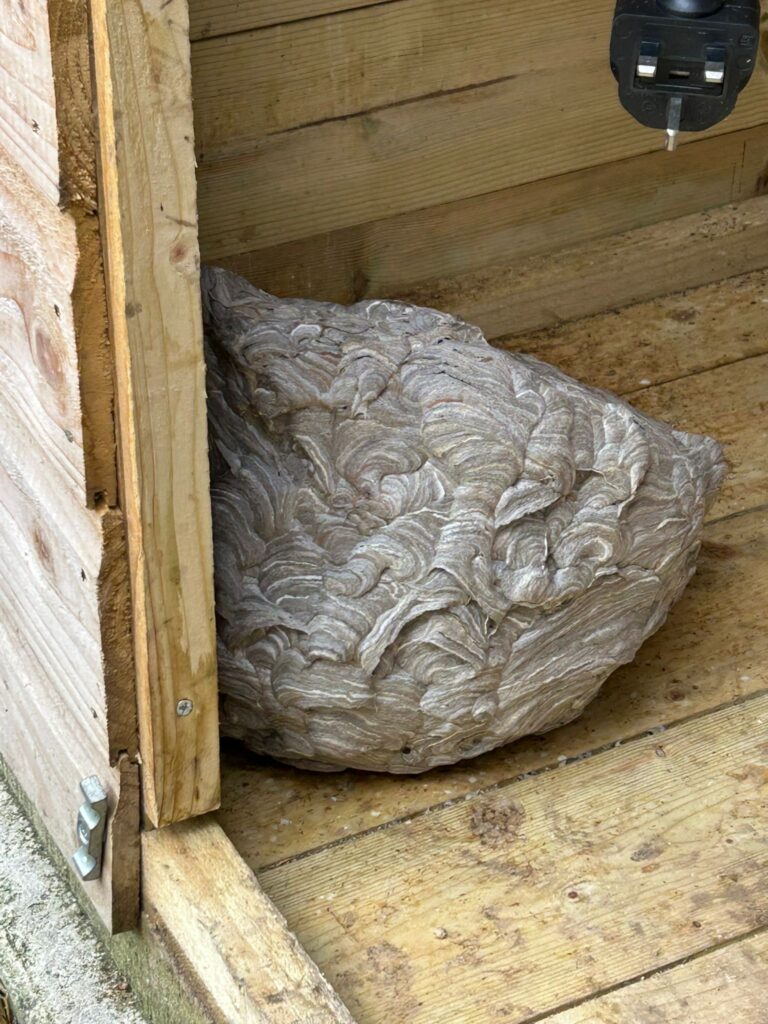 wasp nest removal cambridge
