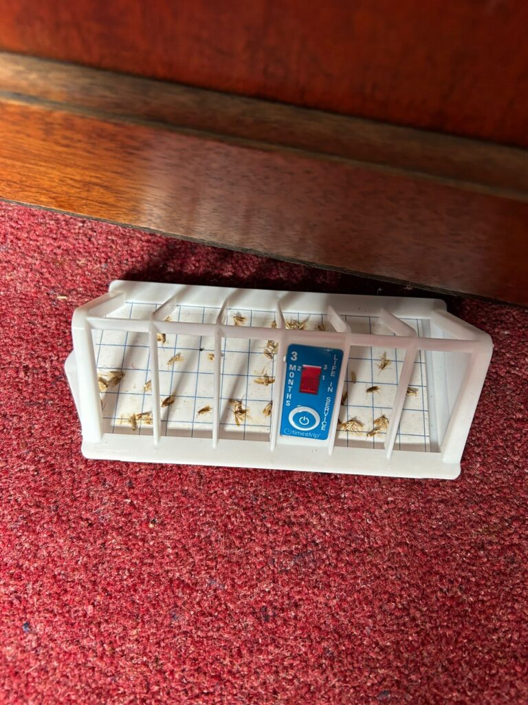 Carpet moth control cambridge