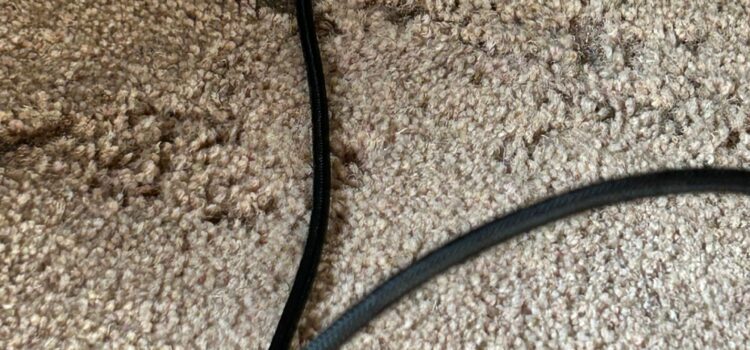 Carpet moth control cambridge