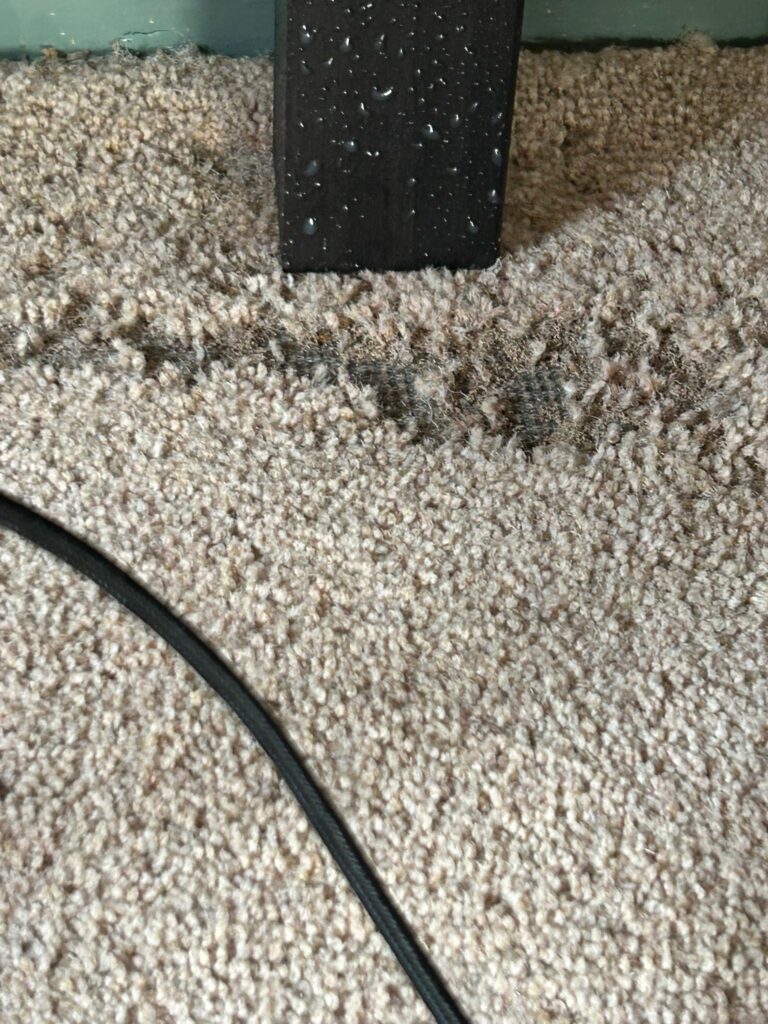 Carpet moth control cambridge