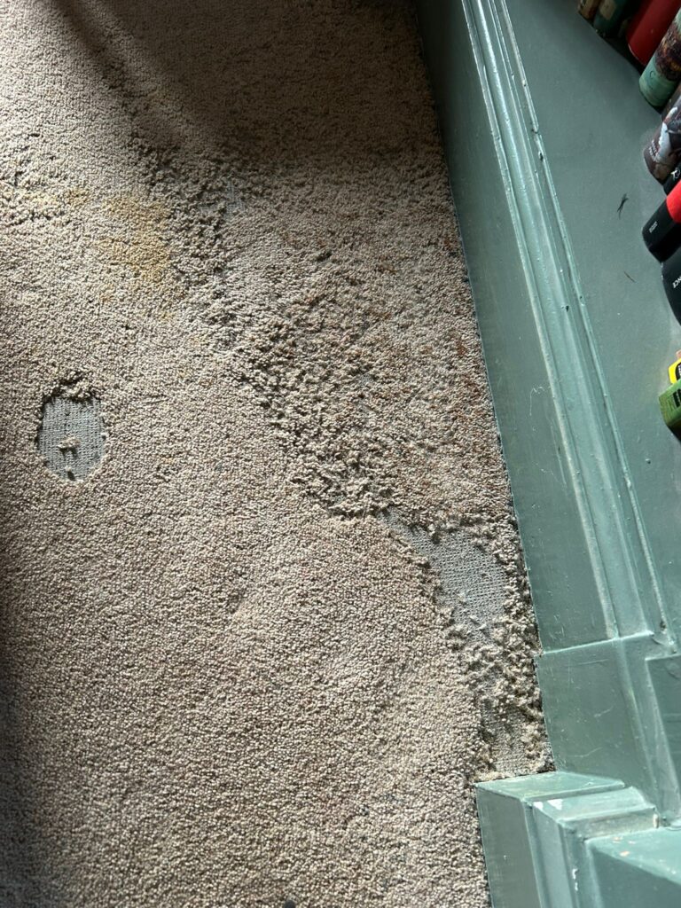 Carpet moth control cambridge