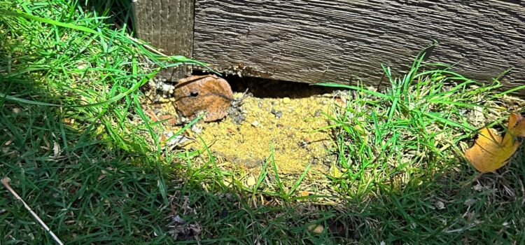 Rat exterminator cambridge