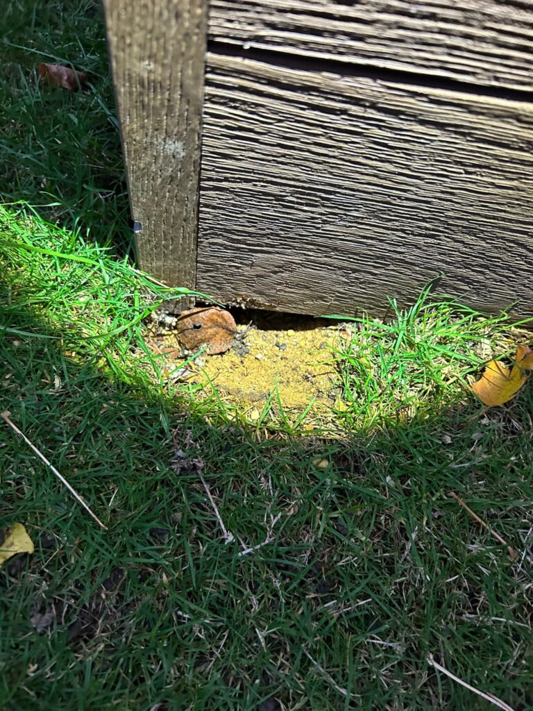 Rat exterminator cambridge