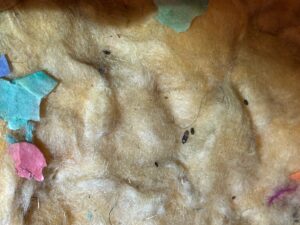 mice exterminator in royston