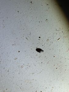 mice exterminator in royston