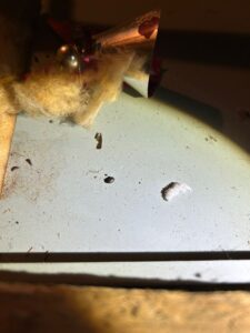 mice exterminator in royston