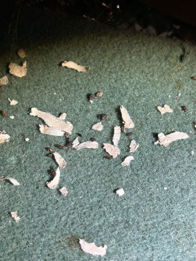 mice exterminator in royston