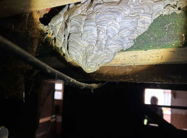 large wasp nest removal in cambridge
