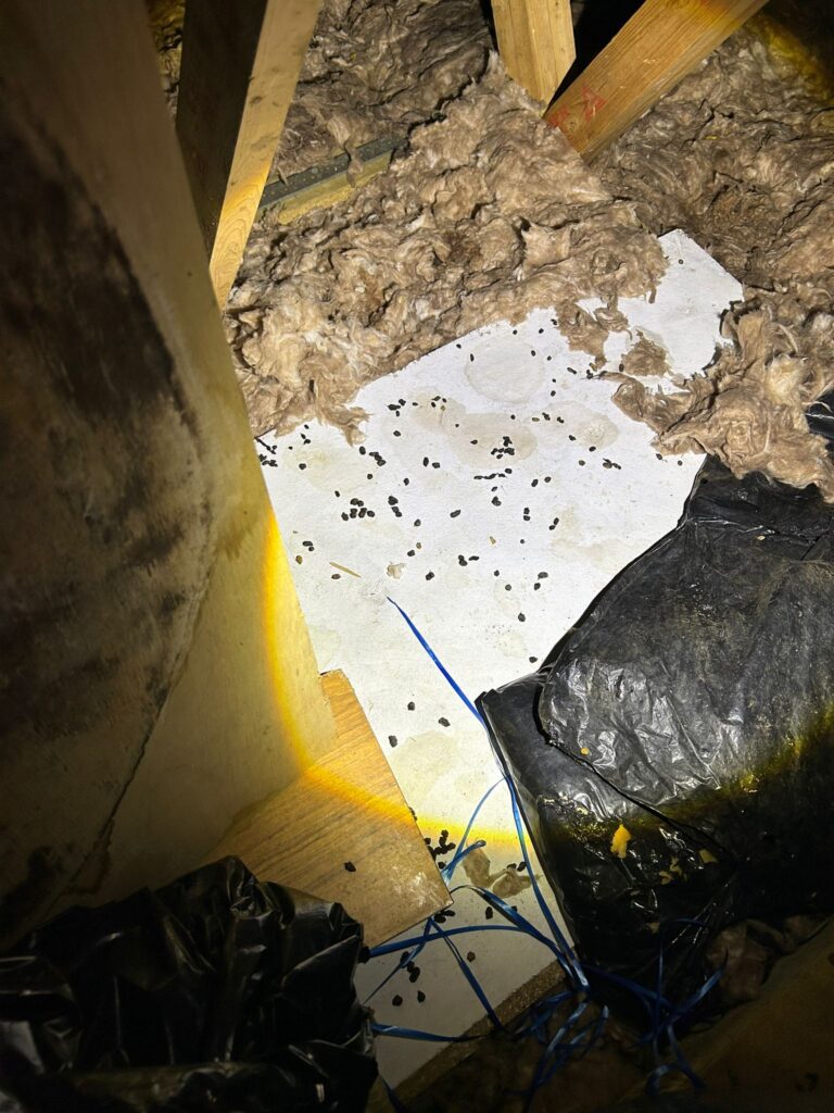 Professional Mice Control Services in Fulbourn